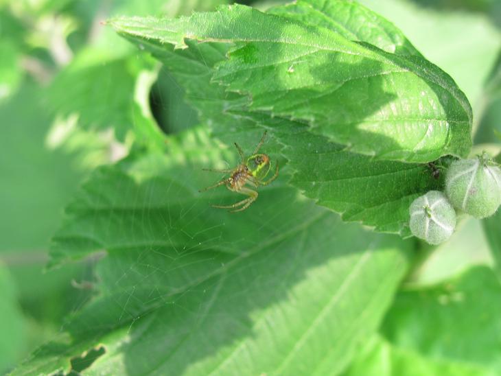 Araniella sp. - Sostegno (BI)